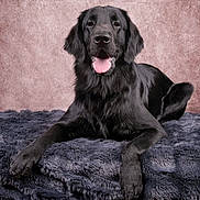Valko a rejoint le concours — aidez-le/la à gagner de superbes lots ! black_dog, dog, pet, animal, fur, tongue, happy, relaxed, lying_down, blanket, plush, studio, portrait, canine, domestic_animal, cute, fluffy, indoors, friendly, companion