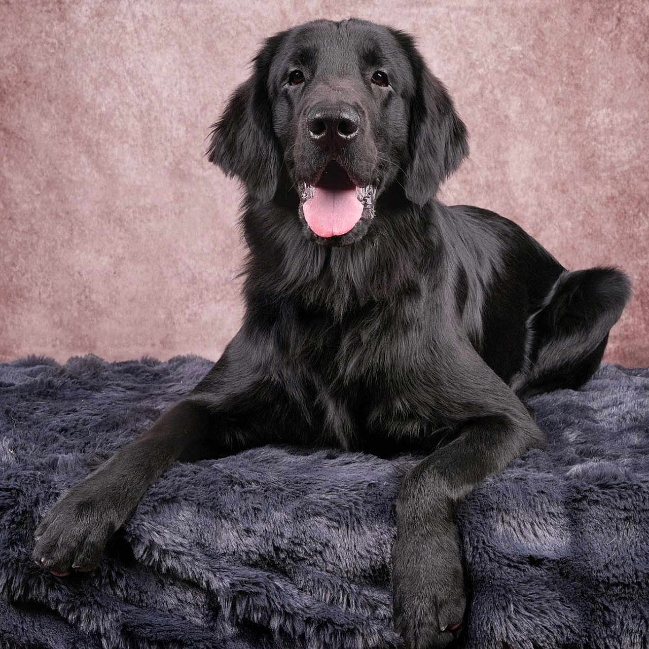 Valko a rejoint le concours — aidez-le/la à gagner de superbes lots ! animal, black_dog, blanket, canine, companion, cute, dog, domestic_animal, fluffy, friendly, fur, happy, indoors, lying_down, pet, plush, portrait, relaxed, studio, tongue