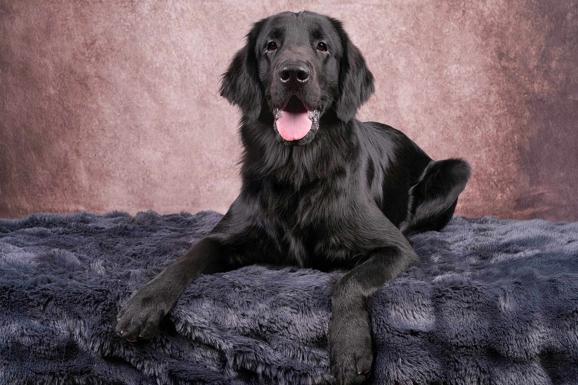 Valko a rejoint le concours — aidez-le/la à gagner de superbes lots ! black_dog, dog, pet, animal, fur, tongue, happy, relaxed, lying_down, blanket, plush, studio, portrait, canine, domestic_animal, cute, fluffy, indoors, friendly, companion