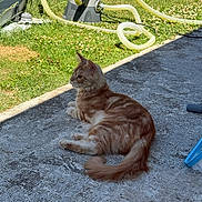 Arès participe au concours pour gagner de l'argent avec cette photo : cat, orange_tabby, outdoor, grass, concrete, sunlight, garden, hose, pet, animal, relaxed, side_view, feline, nature, summer, backyard, flora, domestic_cat, resting, daytime