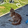 cat, orange_tabby, outdoor, grass, concrete, sunlight, garden, hose, pet, animal, relaxed, side_view, feline, nature, summer, backyard, flora, domestic_cat, resting, daytime