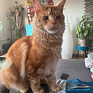 Arès participe au concours pour gagner de l'argent avec cette photo : cat, ginger_cat, feline, pet, indoor, living_room, couch, plant, decor, furniture, orange_fur, fluffy, portrait, sitting, whiskers, ears, domestic_animal, cozy, home, relaxed