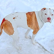 Melodie joined the competition — help win amazing prizes! dog, snow, outdoor, pet, white_fur, brown_spots, standing, looking_at_camera, portrait, bokeh, winter, paws, nose, collar, canine, fur, whiskers, background_blur, close_up, eyes