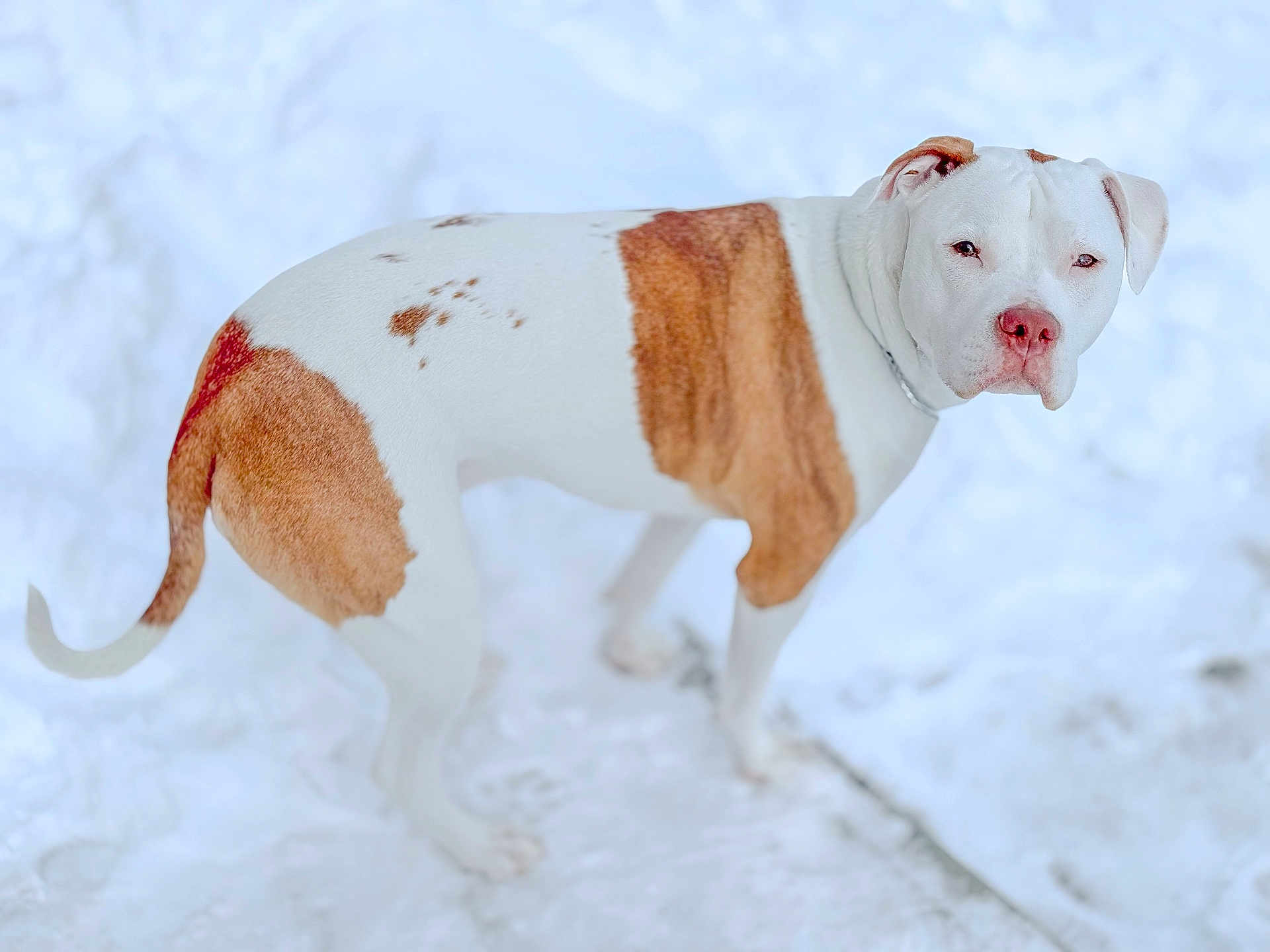 Melodie joined the competition — help win amazing prizes! dog, snow, outdoor, pet, white_fur, brown_spots, standing, looking_at_camera, portrait, bokeh, winter, paws, nose, collar, canine, fur, whiskers, background_blur, close_up, eyes
