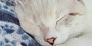 Opal is registered to the contest to win money with this photo: cat, kitten, sleeping, close_up, face, paw, pink_nose, whiskers, ears, fur, blanket, cozy, domestic_animal, pet, nap, soft_texture, indoor, portrait, white_fur, cream_fur