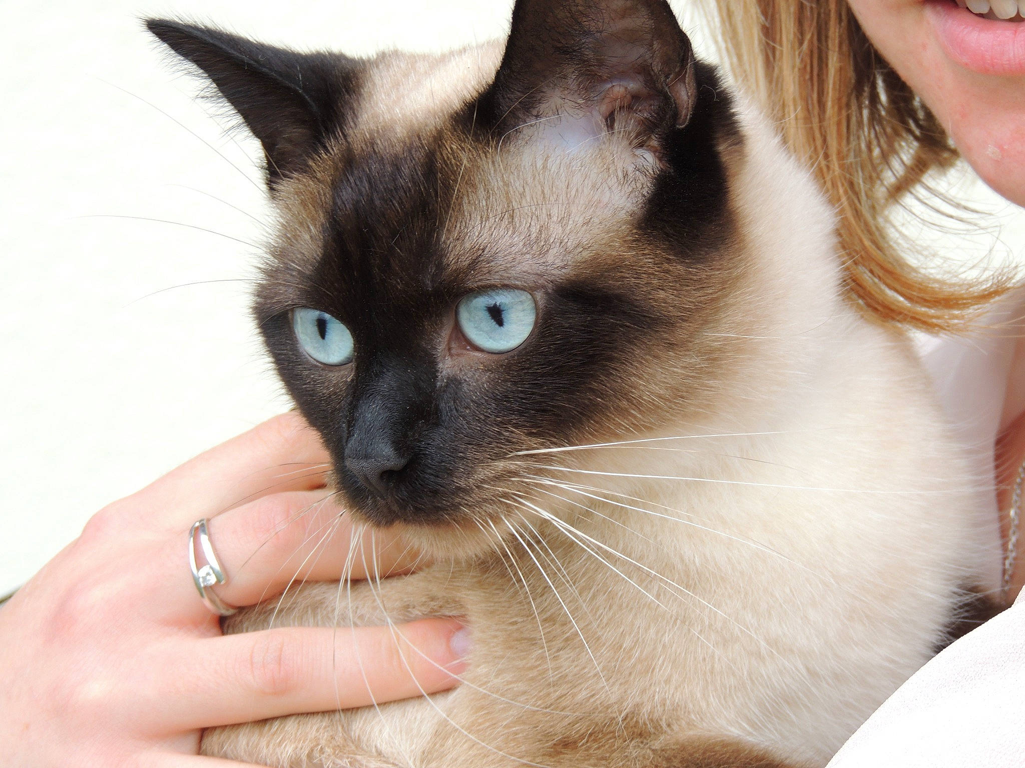 Perle a rejoint le concours — aidez-le/la à gagner de superbes lots ! balinese, carnivore, cat, eyelash, fawn, felidae, fur, jewellery, nail, siamese, small_to_medium_sized_cats, snout, terrestrial_animal, throat, whiskers