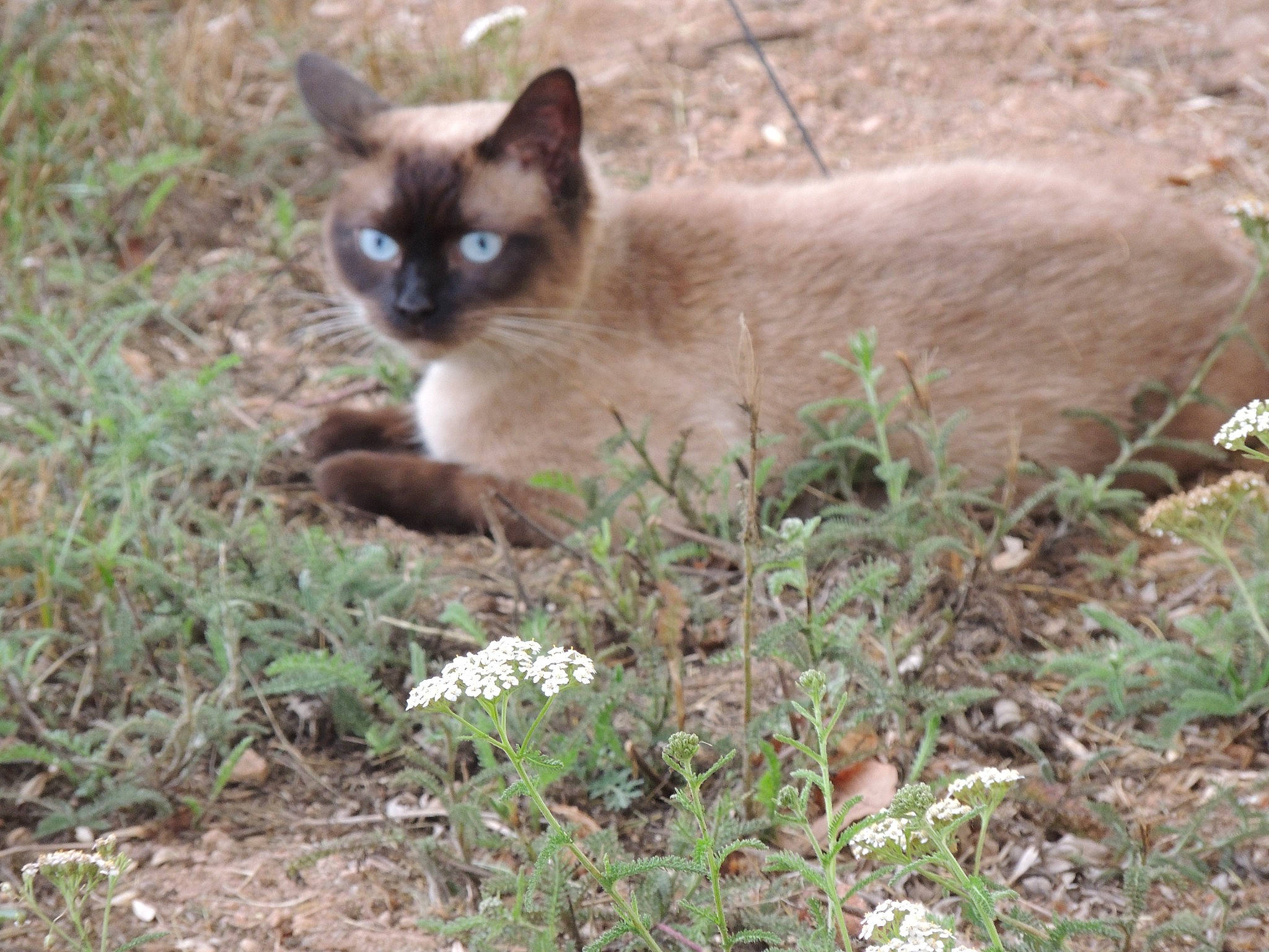 Perle a rejoint le concours — aidez-le/la à gagner de superbes lots ! balinese, birman, carnivore, cat, fawn, felidae, fur, grass, groundcover, herbaceous_plant, plant, siamese, small_to_medium_sized_cats, snout, soil, terrestrial_animal, tonkinese, whiskers, wildlife