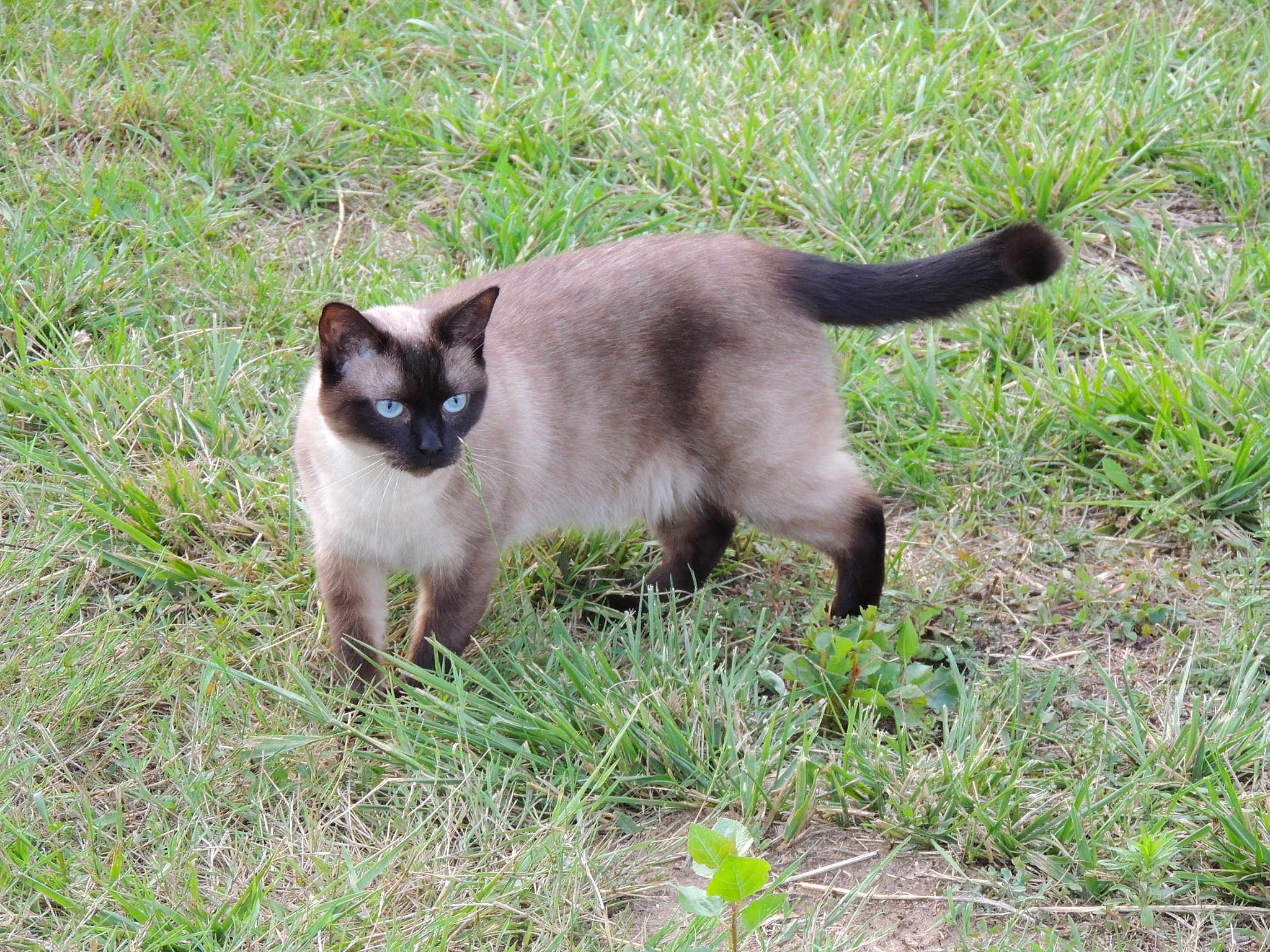 Perle