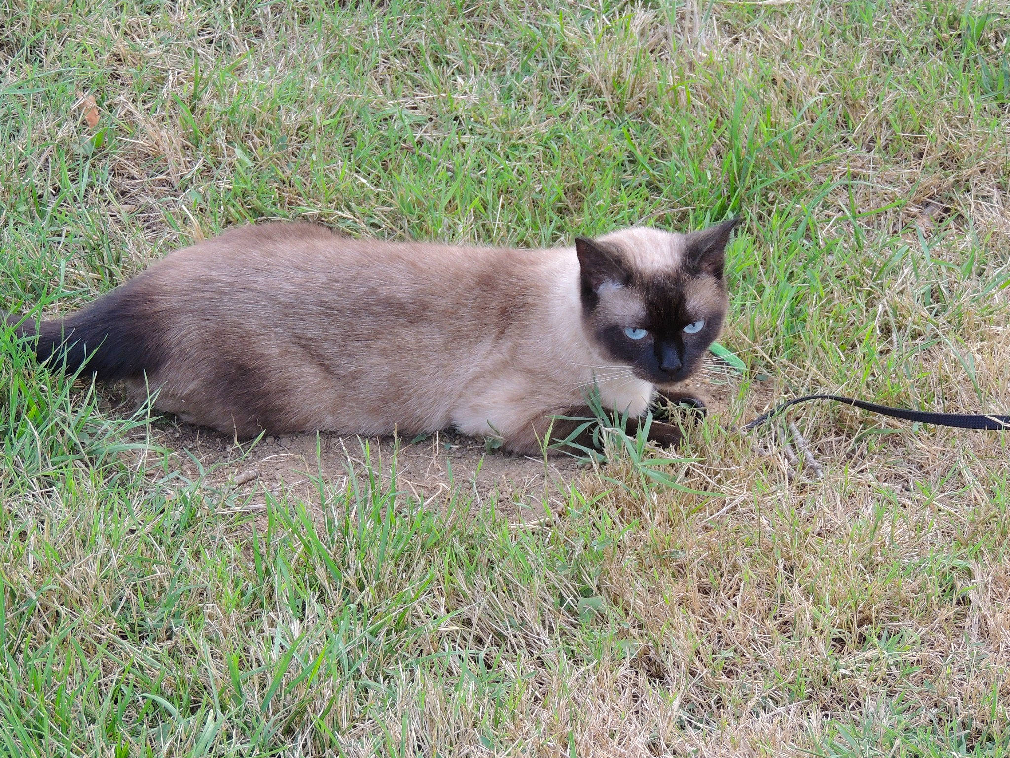 Perle participe au concours pour gagner de l'argent avec cette photo : balinese, birman, carnivore, cat, fawn, felidae, fur, grass, plant, siamese, small_to_medium_sized_cats, snout, tail, terrestrial_animal, whiskers, wildlife