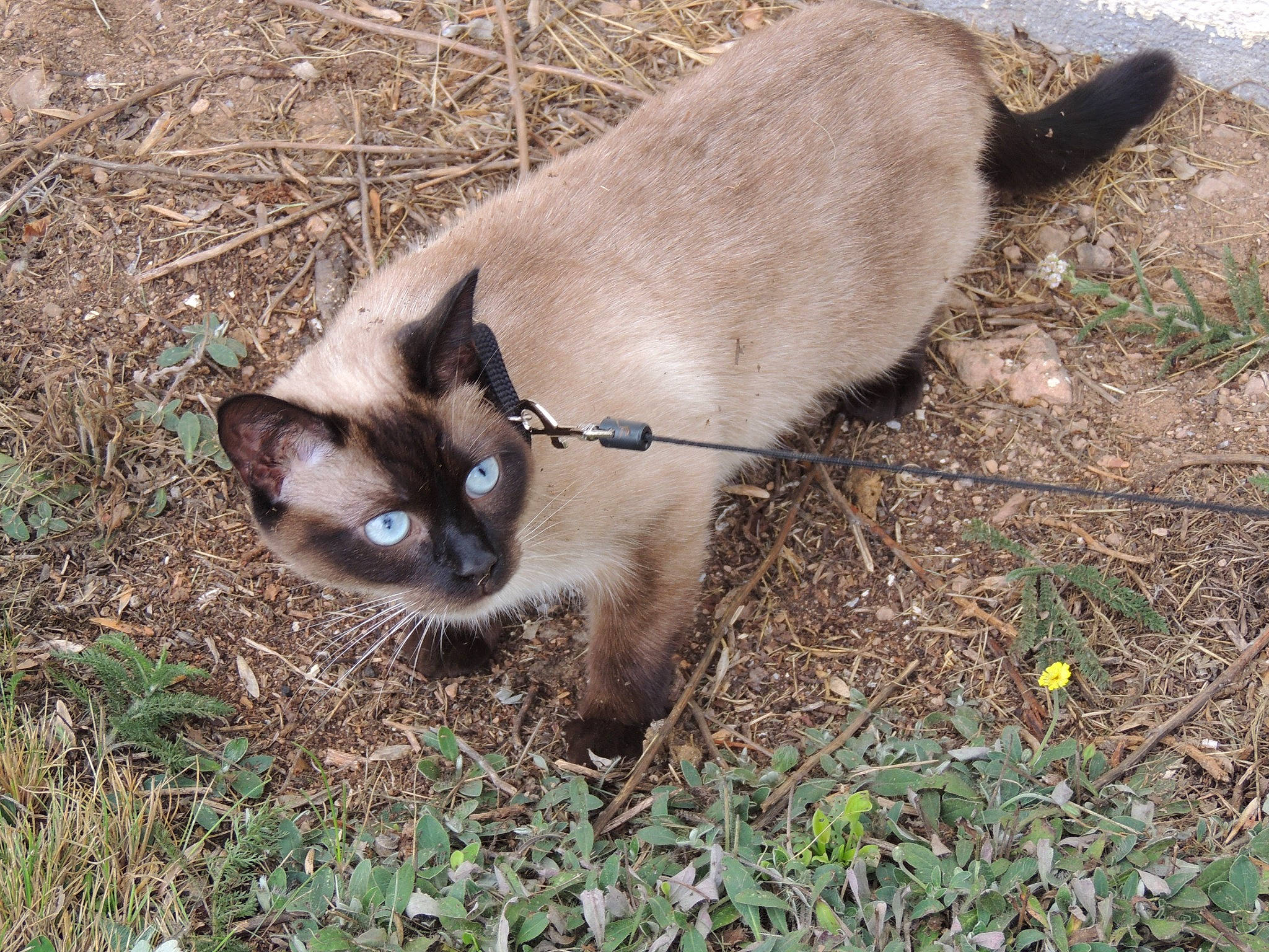 Perle a rejoint le concours — aidez-le/la à gagner de superbes lots ! balinese, birman, carnivore, cat, domestic_short_haired_cat, fawn, felidae, fur, grass, plant, siamese, small_to_medium_sized_cats, snout, soil, tail, terrestrial_animal, thai, tonkinese, whiskers, wildlife