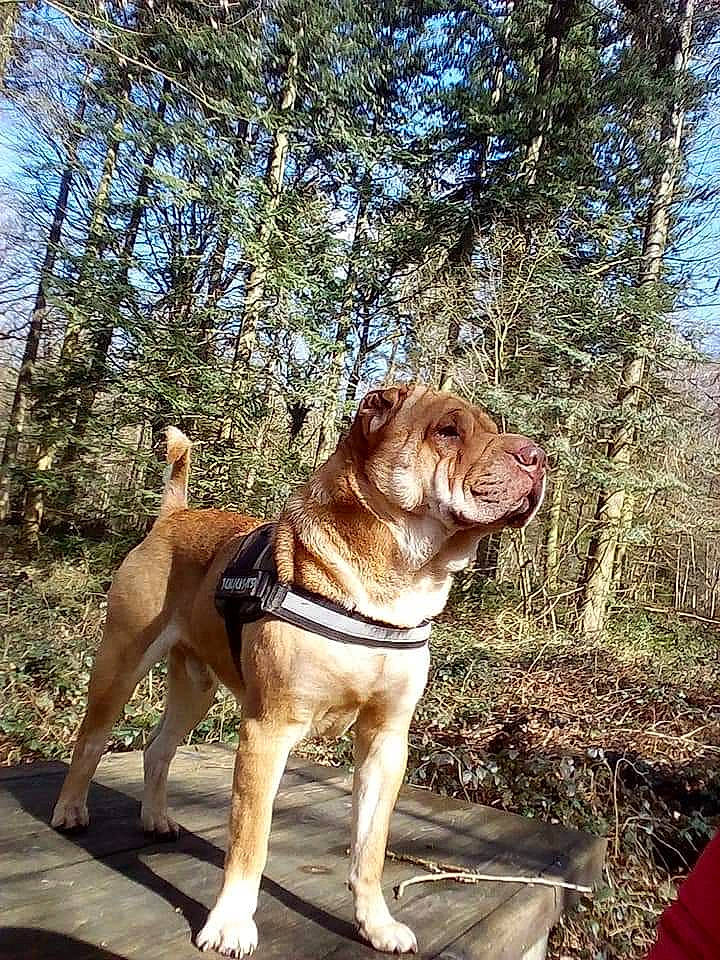 Rocky participe au concours pour gagner de l'argent avec cette photo : canidae, carnivore, collar, companion_dog, dog, dog_breed, dog_collar, fawn, grass, gun_dog, liver, plant, sky, soil, sporting_group, tail, tree, walking, wood, working_animal