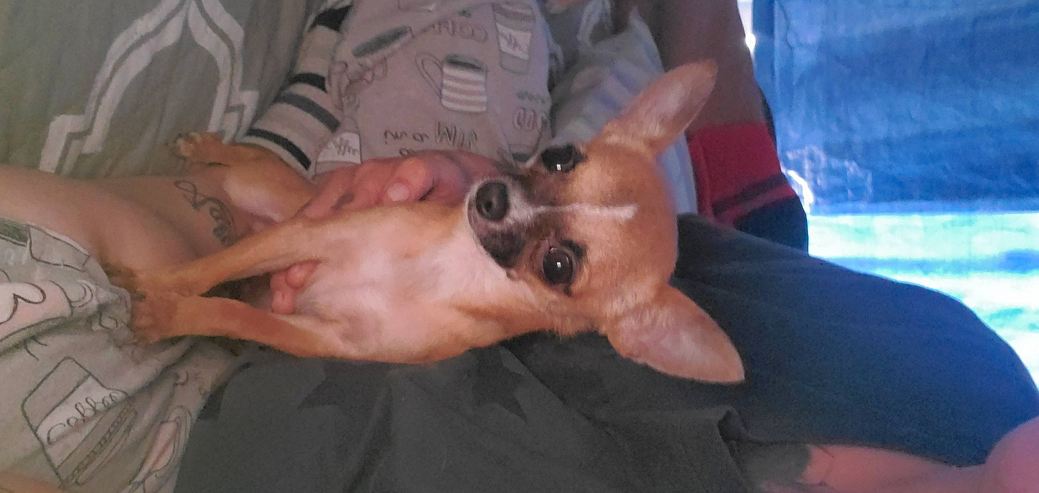 Baby Girl joined the competition — help win amazing prizes! bed, canidae, carnivore, chihuahua, companion_dog, dog, dog_breed, ear, fawn, finger, fur, gesture, hand, nail, snout, sporting_group, thumb, toy_dog, whiskers, working_animal