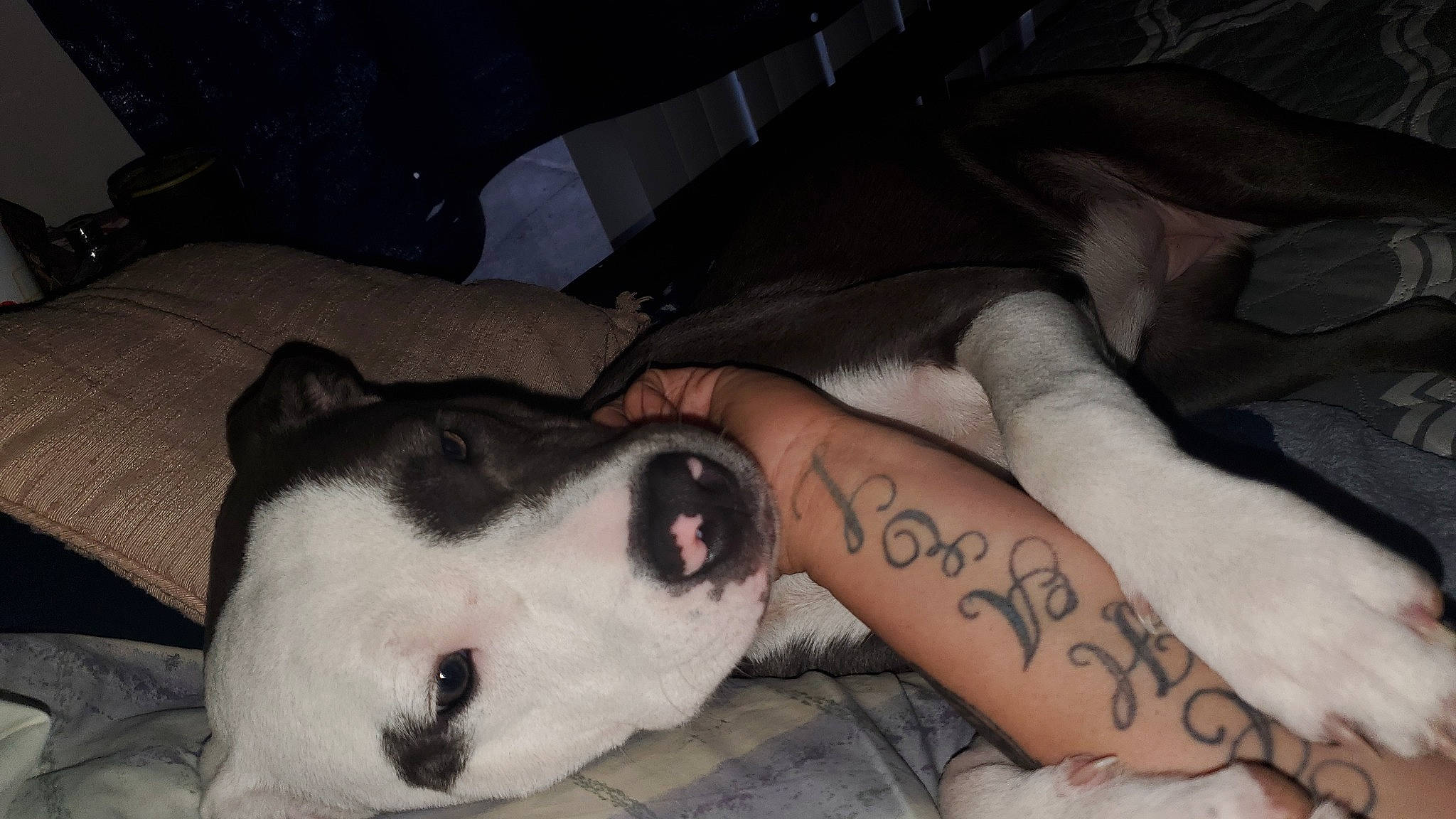 Treiah joined the competition — help win amazing prizes! carnivore, comfort, companion_dog, couch, dog, dog_breed, elbow, fawn, flesh, foot, fur, human_leg, knee, paw, snout, terrestrial_animal, thigh, whiskers, working_animal, wrist