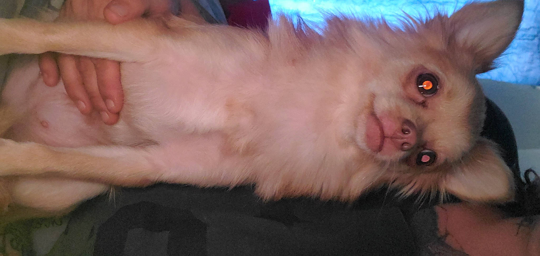 Honey Honey is registered to the contest to win money with this photo: carnivore, cat, claw, companion_dog, dog_breed, domestic_short_haired_cat, ear, fawn, felidae, foot, fur, nail, paw, small_to_medium_sized_cats, snout, tail, terrestrial_animal, thumb, toy_dog, whiskers