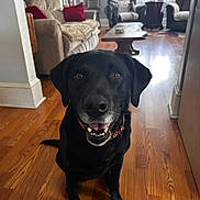 Pepper is registered to the contest to win money with this photo: black_dog, canine, collar, couch, curtain, dog, domestic_animal, floor, furniture, happy, home, indoor, lamp, living_room, pet, pillow, smiling, table, window, wooden_floor