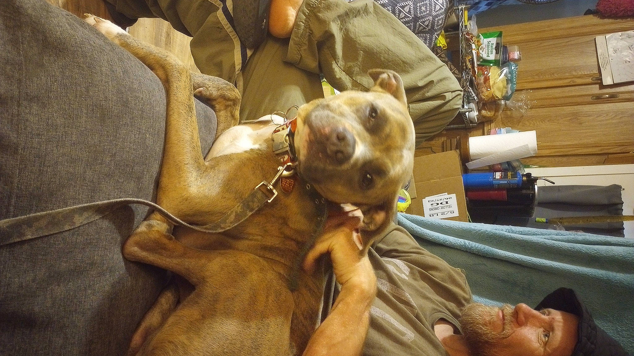 Rillo joined the competition — help win amazing prizes! abdomen, barechested, bed, canidae, carnivore, chest, comfort, companion_dog, dog, dog_breed, fawn, fur, guard_dog, human_leg, room, snout, sporting_group, whiskers, working_animal