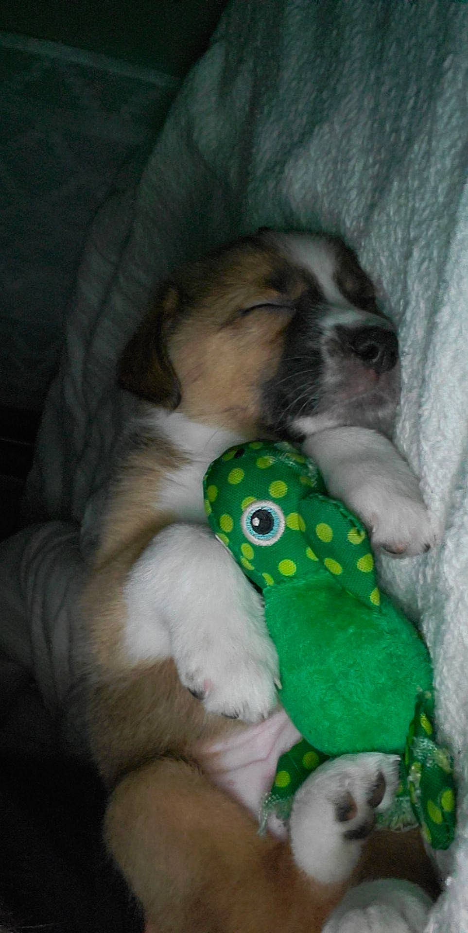 Oak is registered to the contest to win money with this photo: canidae, carnivore, cat_supply, comfort, companion_dog, dog_breed, dog_supply, fawn, felidae, fur, mammal, paw, pet_supply, small_to_medium_sized_cats, snout, stuffed_toy, tail, toy, vertebrate, whiskers