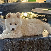 Bounty participe au concours pour gagner de l'argent avec cette photo : puppy, dog, water, outdoor, sunlight, reflection, stone, ledge, animal, pet, cute, fluffy, blue_eyes, relaxing, nature, summer, golden_hour, young, portrait, playful