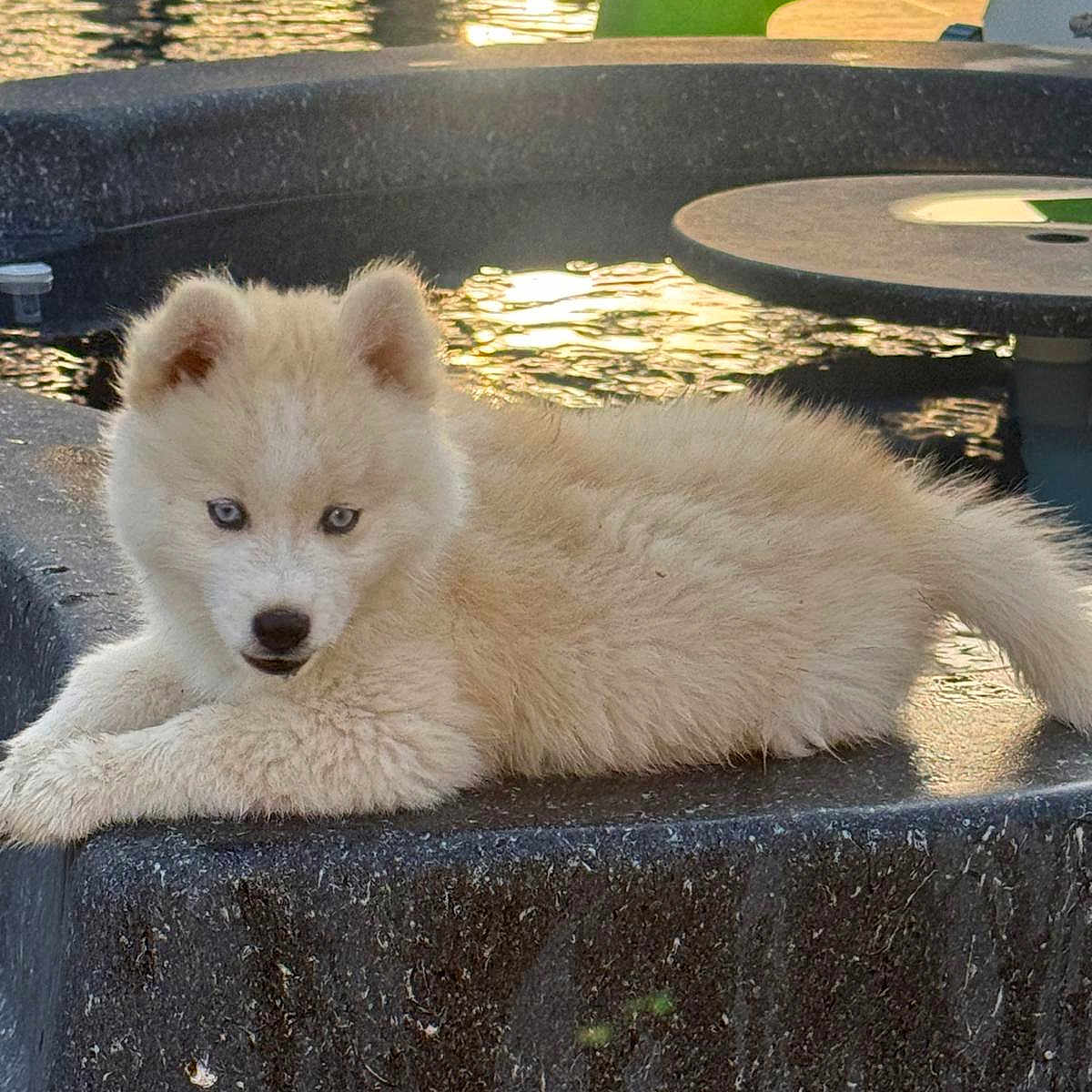 Bounty participe au concours pour gagner de l'argent avec cette photo : puppy, dog, water, outdoor, sunlight, reflection, stone, ledge, animal, pet, cute, fluffy, blue_eyes, relaxing, nature, summer, golden_hour, young, portrait, playful
