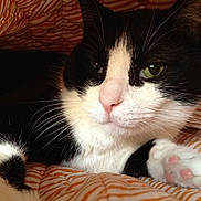 Kitty joined the competition — help win amazing prizes!