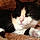 Kitty