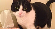 Kitty joined the competition — help win amazing prizes!