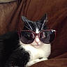 Kitty joined the competition — help win amazing prizes!
