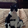 Kitty is registered to the contest to win money with this photo: