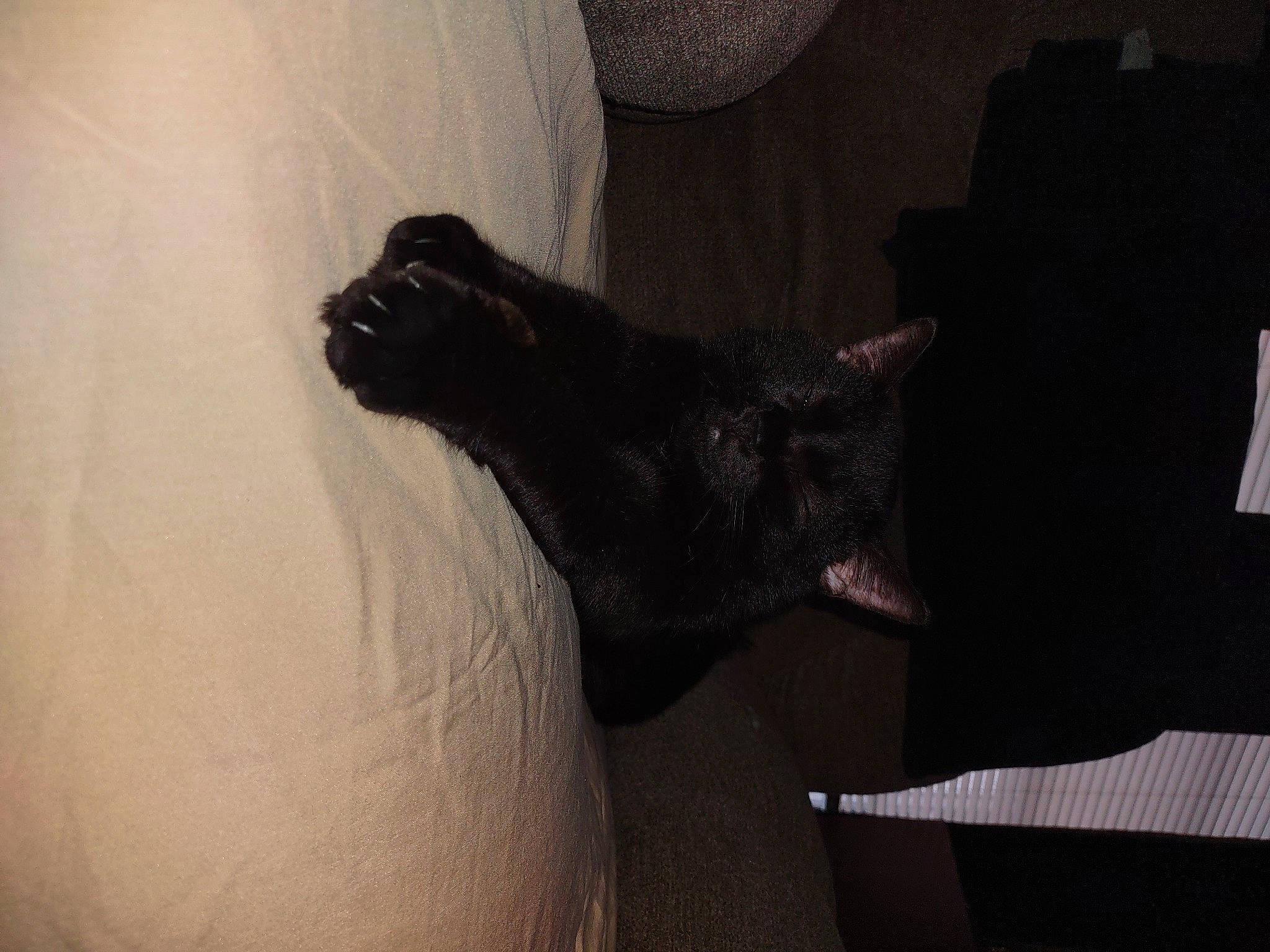 Duece is registered to the contest to win money with this photo: black_cat, carnivore, comfort, companion_dog, darkness, dog_breed, felidae, flooring, fur, grey, hardwood, human_leg, room, shadow, small_to_medium_sized_cats, tail, tints_and_shades, whiskers, wood, working_animal