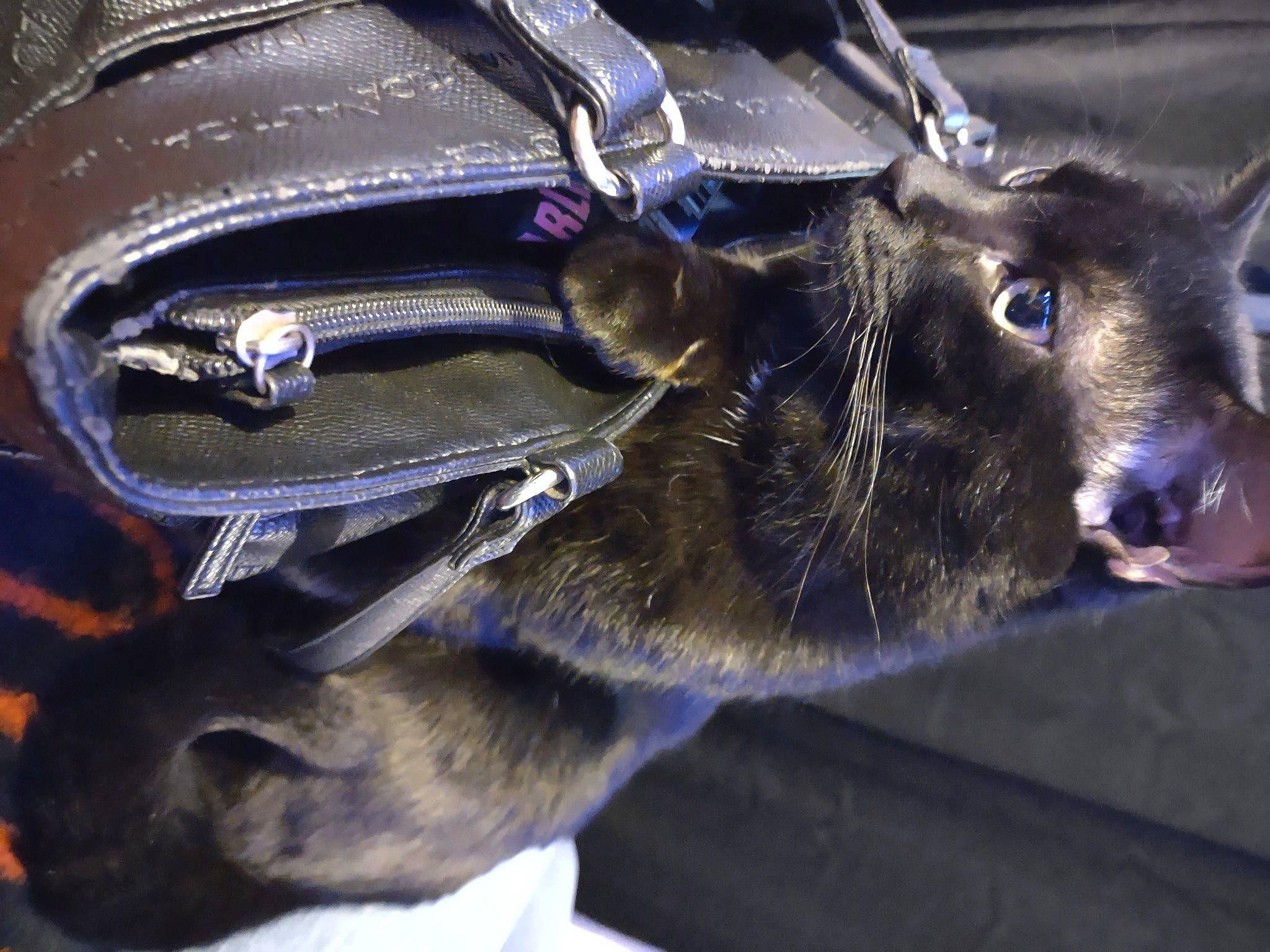 Duece joined the competition — help win amazing prizes! auto_part, carnivore, cat, dog_breed, domestic_short_haired_cat, electric_blue, fashion_accessory, felidae, fur, hood, metal, motor_vehicle, personal_protective_equipment, small_to_medium_sized_cats, snout, sporting_group, whiskers, working_animal