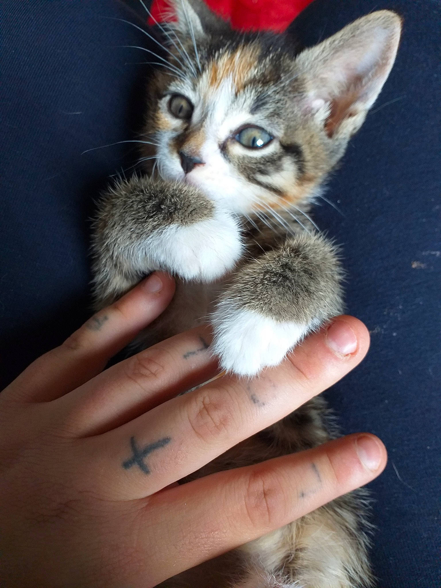 Cup Cake participe au concours pour gagner de l'argent avec cette photo : aegean_cat, american_wirehair, asian, carnivore, cat, domestic_short_haired_cat, european_shorthair, fawn, felidae, fur, gesture, hand, kitten, mammal, polydactyl_cat, skin, small_to_medium_sized_cats, tabby_cat, vertebrate, whiskers