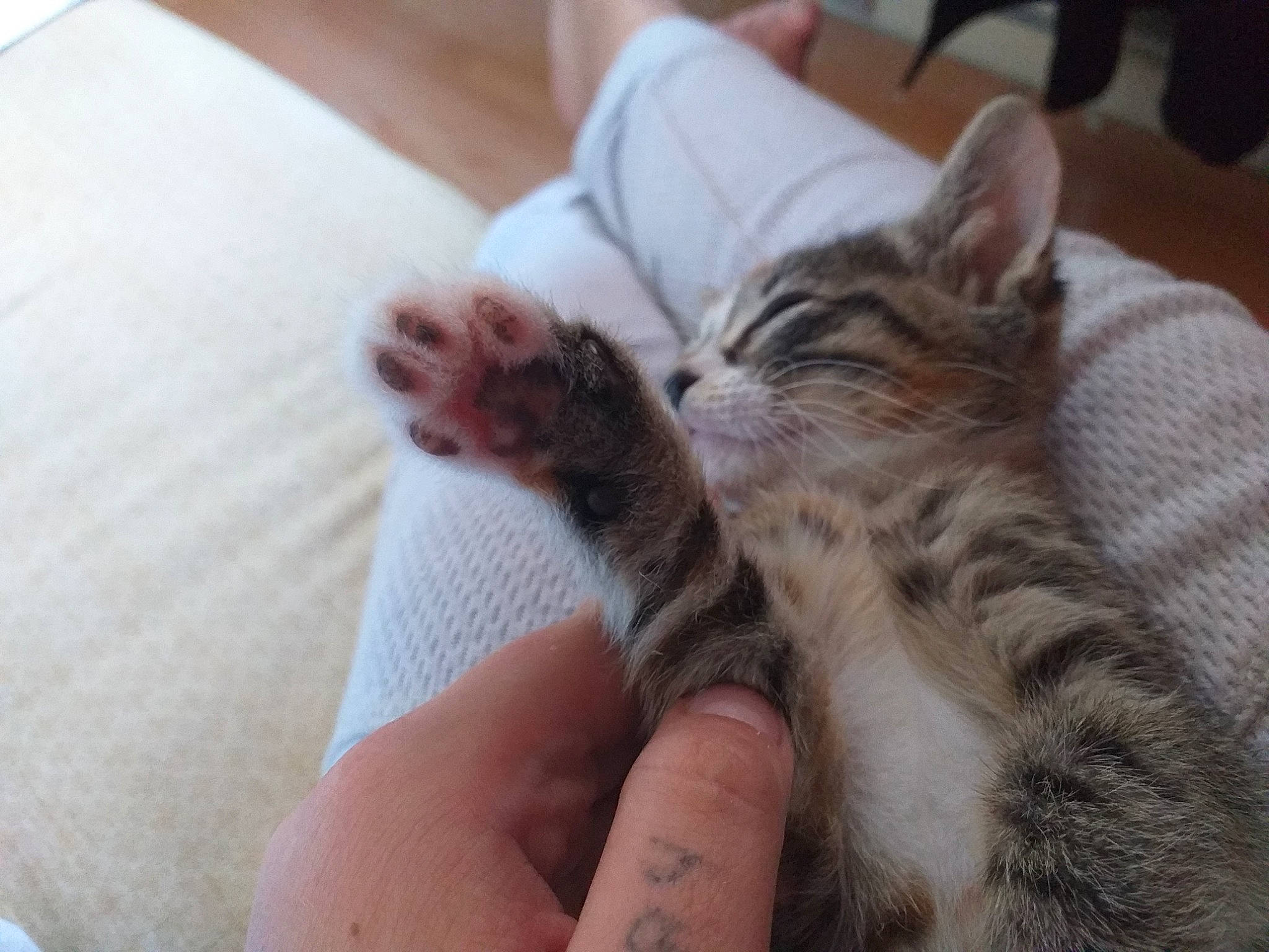 Cup Cake a rejoint le concours — aidez-le/la à gagner de superbes lots ! aegean_cat, asian, carnivore, cat, claw, domestic_short_haired_cat, dragon_li, european_shorthair, felidae, finger, hand, kitten, leg, mammal, pixie_bob, polydactyl_cat, skin, small_to_medium_sized_cats, tabby_cat, whiskers