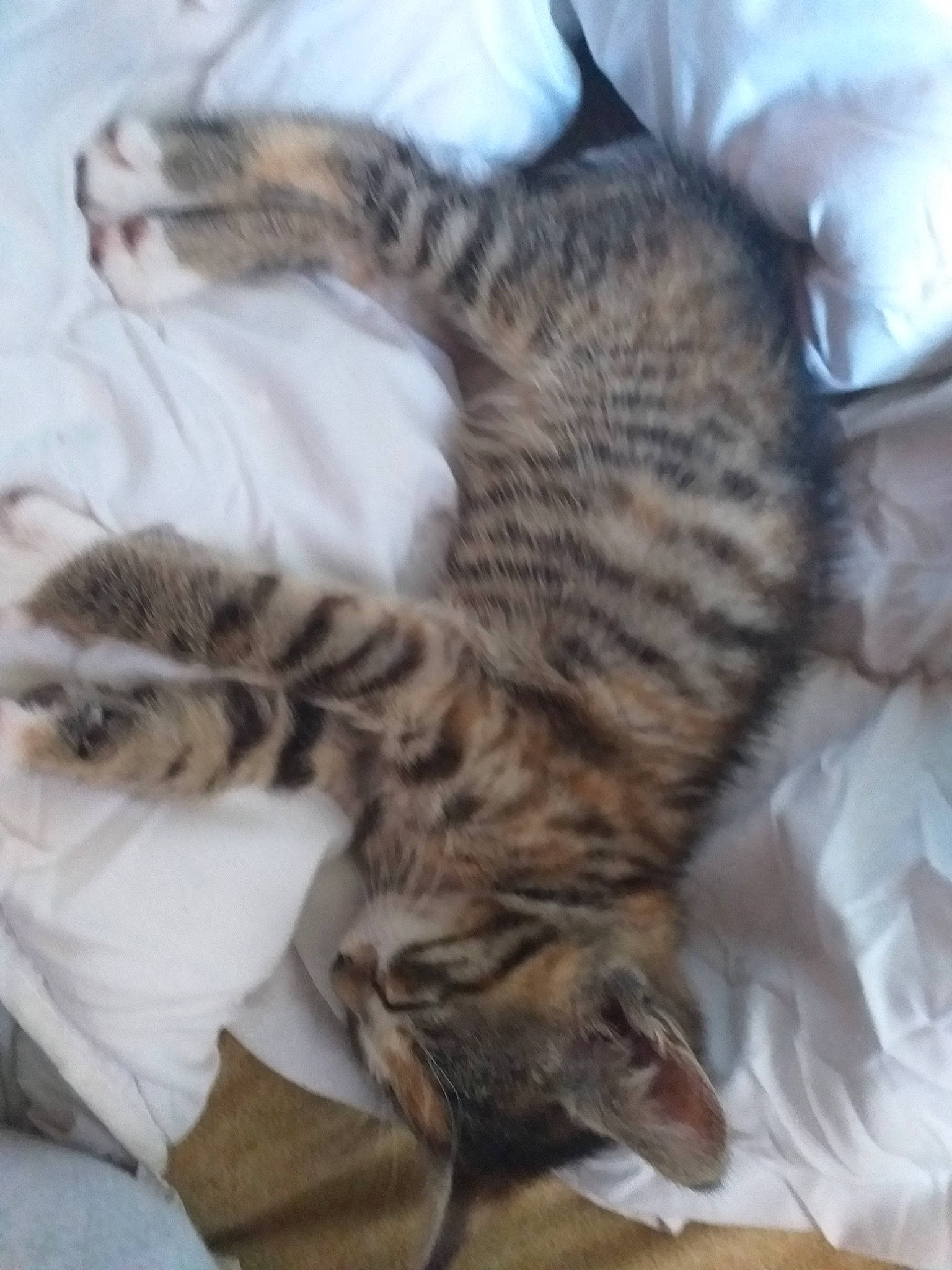 Cup Cake participe au concours pour gagner de l'argent avec cette photo : carnivore, cat, domestic_short_haired_cat, dragon_li, egyptian_mau, european_shorthair, felidae, fur, kitten, mammal, oriental_longhair, pixie_bob, sleep, small_to_medium_sized_cats, sokoke, tabby_cat, tail, toyger, whiskers