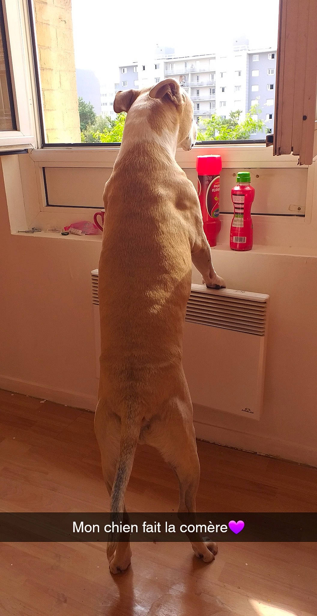 Gaiko participe au concours pour gagner de l'argent avec cette photo : canidae, carnivore, cat, fawn, felidae, sporting_group, tail