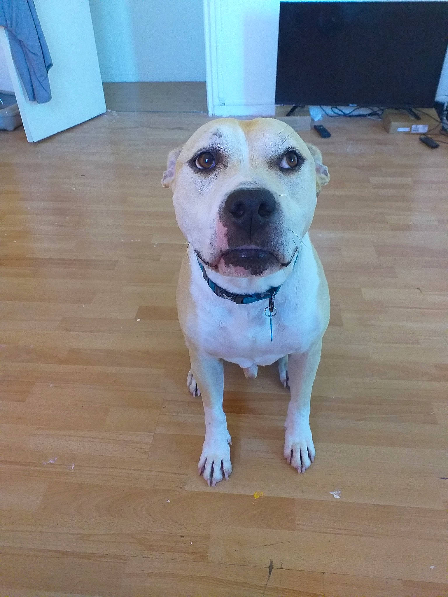 Gaiko participe au concours pour gagner de l'argent avec cette photo : american_bulldog, american_pit_bull_terrier, american_staffordshire_terrier, canidae, carnivore, companion_dog, dog, dog_breed, fawn, mammal, non_sporting_group, nose, pit_bull, rare_breed_dog, snout, sporting_group, staffordshire_bull_terrier, valley_bulldog, vertebrate