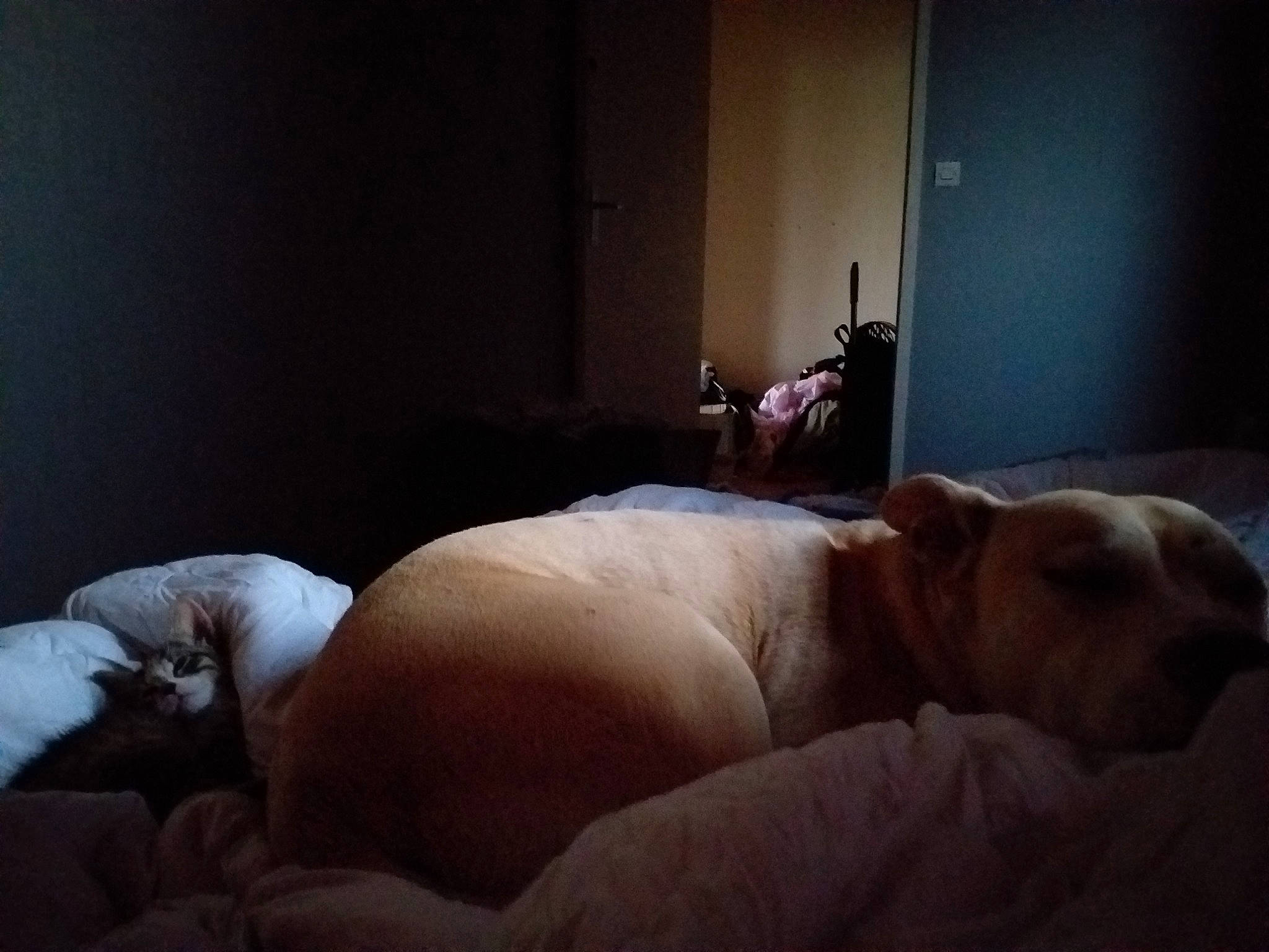 Gaiko a rejoint le concours — aidez-le/la à gagner de superbes lots ! bed, bedtime, canidae, carnivore, child, companion_dog, dog, dog_breed, ear, fawn, muscle, nap, non_sporting_group, nose, puppy, puppy_love, sleep, snout, sporting_group