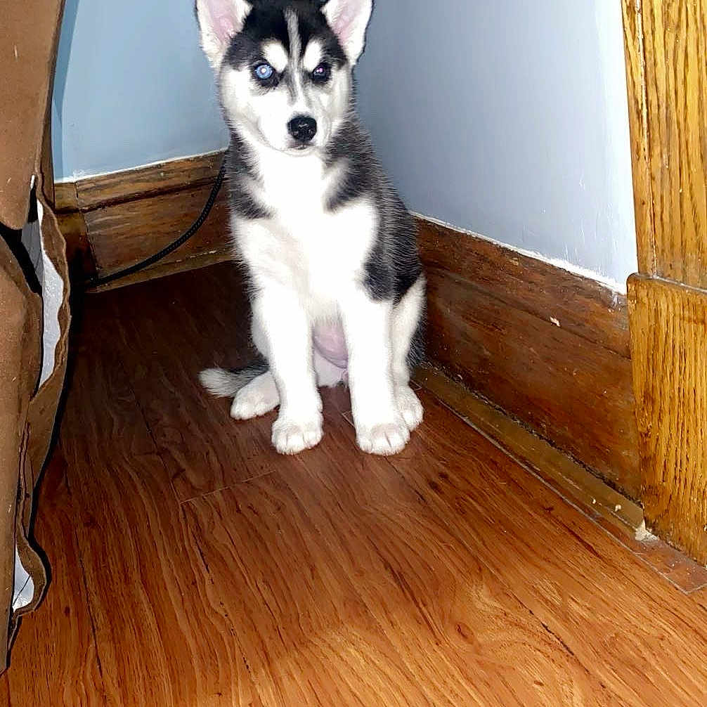 Willo joined the competition — help win amazing prizes! animal, black_and_white, corner, curious, cute, dog, domestic, ears, flash, flooring, fur, husky, indoor, pet, puppy, reflection, sitting, small, wooden_floor, young