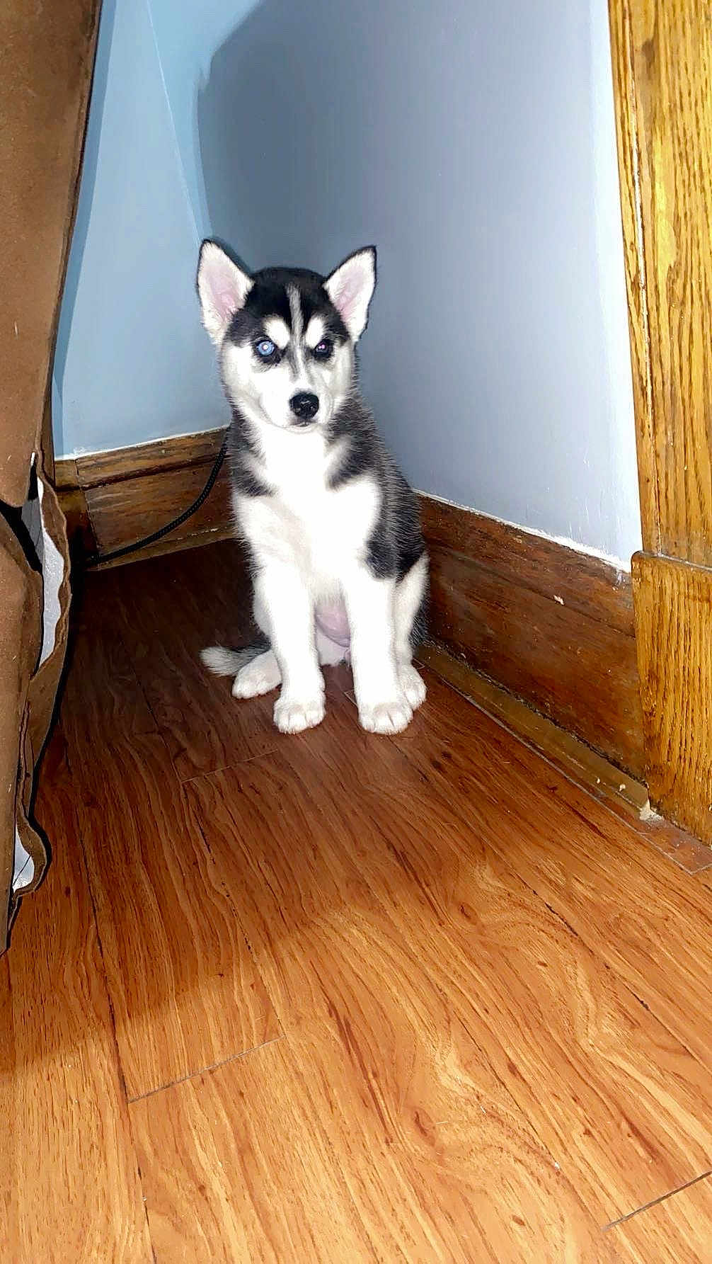 Willo joined the competition — help win amazing prizes! animal, black_and_white, corner, curious, cute, dog, domestic, ears, flash, flooring, fur, husky, indoor, pet, puppy, reflection, sitting, small, wooden_floor, young
