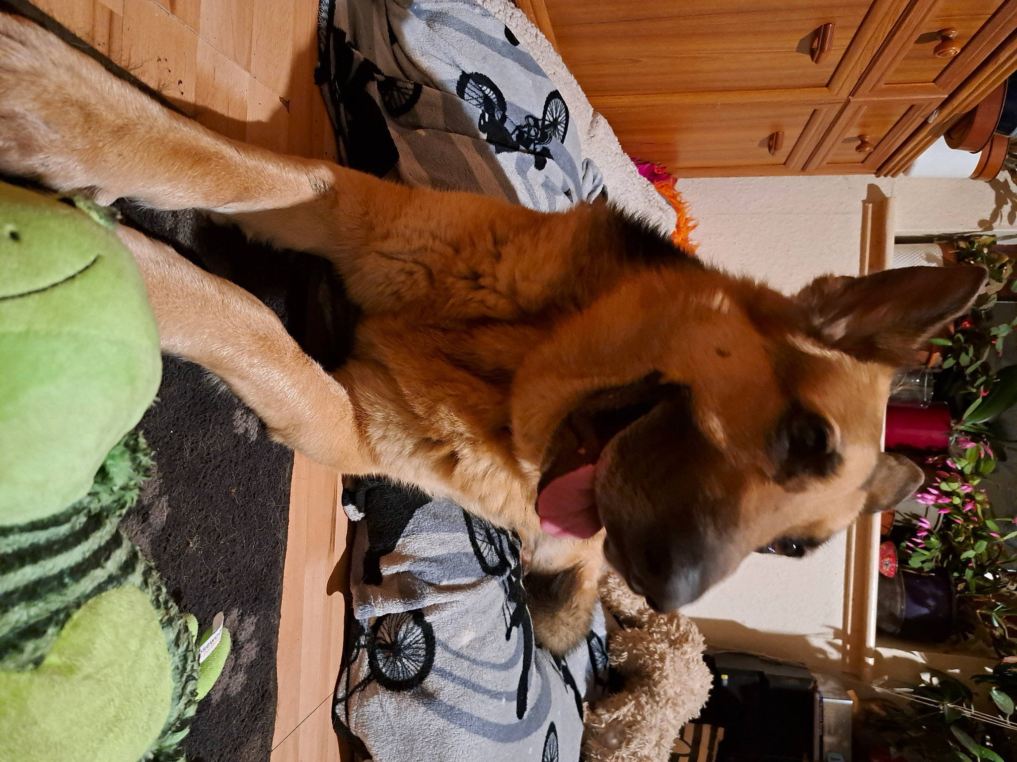 Cezar is registered to the contest to win money with this photo: canidae, carnivore, collar, dog, dog_breed, fawn, fur, pack_animal, plant, snout, soil, sporting_group, tree, wood, working_animal