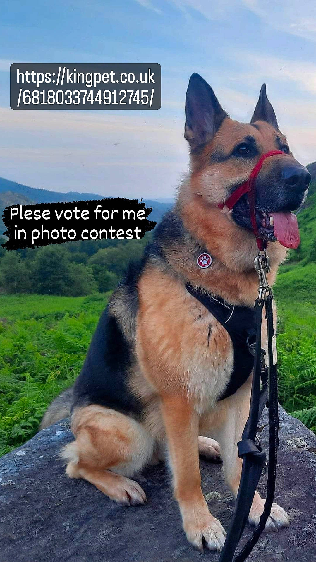 Cezar is registered to the contest to win money with this photo: carnivore, cloud, collar, companion_dog, dog, dog_breed, dog_collar, dog_supply, east_european_shepherd, font, german_shepherd_dog, herding_dog, king_shepherd, leash, pet_supply, plant, sky, tail, travel, working_dog