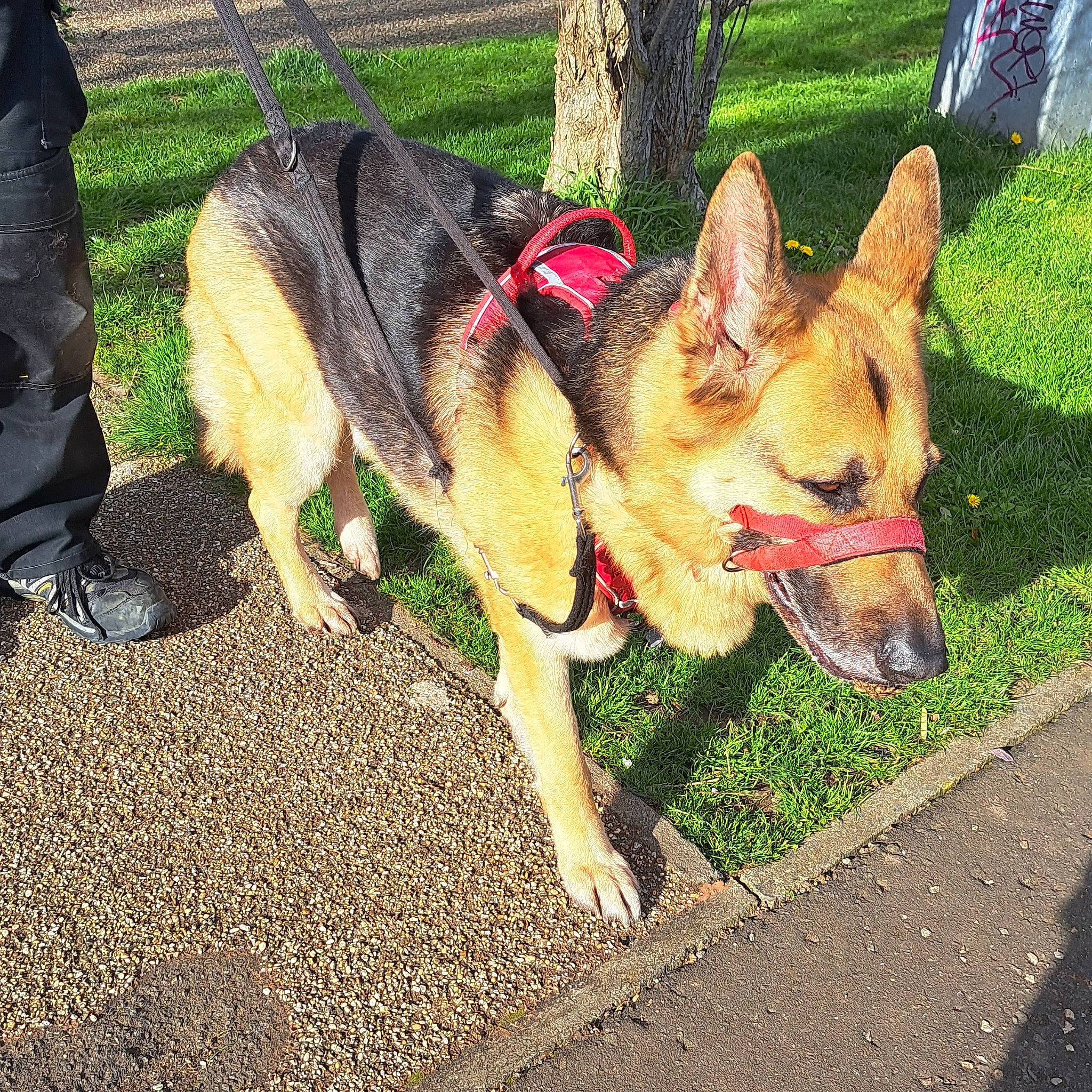 Cezar joined the competition — help win amazing prizes! canidae, carnivore, collar, companion_dog, dog, dog_breed, dog_supply, east_european_shepherd, fawn, german_shepherd_dog, grass, herding_dog, king_shepherd, old_german_shepherd_dog, pet_supply, plant, road_surface, snout, sporting_group, working_animal