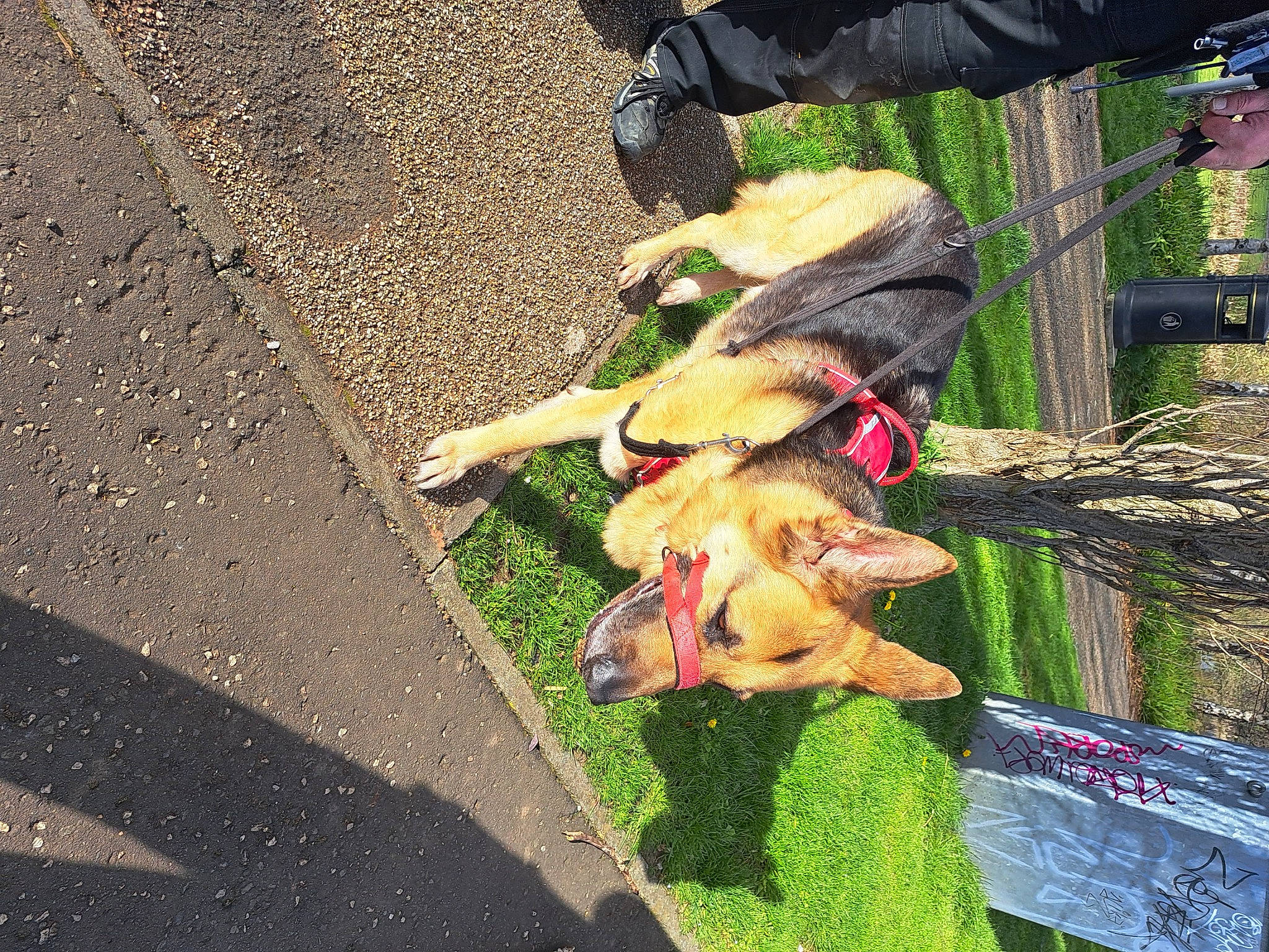 Cezar joined the competition — help win amazing prizes! asphalt, canidae, concrete, curb, dog, grass, human_leg, leash, leisure, people_in_nature, plant, road, road_surface, shadow, sidewalk, sporting_group, street, tail, tar, tree