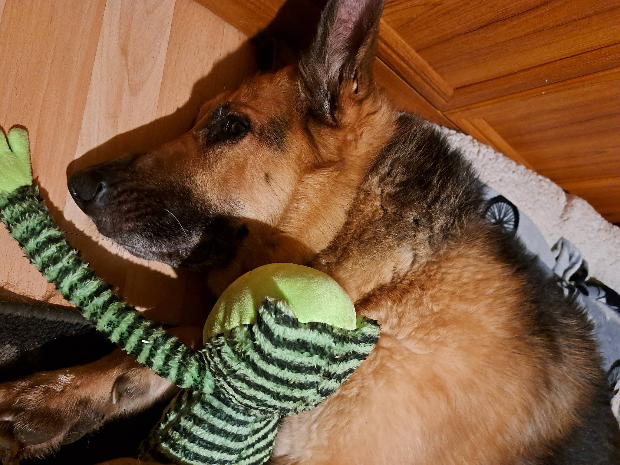 Cezar is registered to the contest to win money with this photo: belgian_shepherd_malinois, canidae, carnivore, companion_dog, dog, dog_bed, dog_breed, dog_supply, east_european_shepherd, fawn, fur, german_shepherd_dog, herding_dog, king_shepherd, old_german_shepherd_dog, paw, snout, sporting_group, whiskers, working_animal