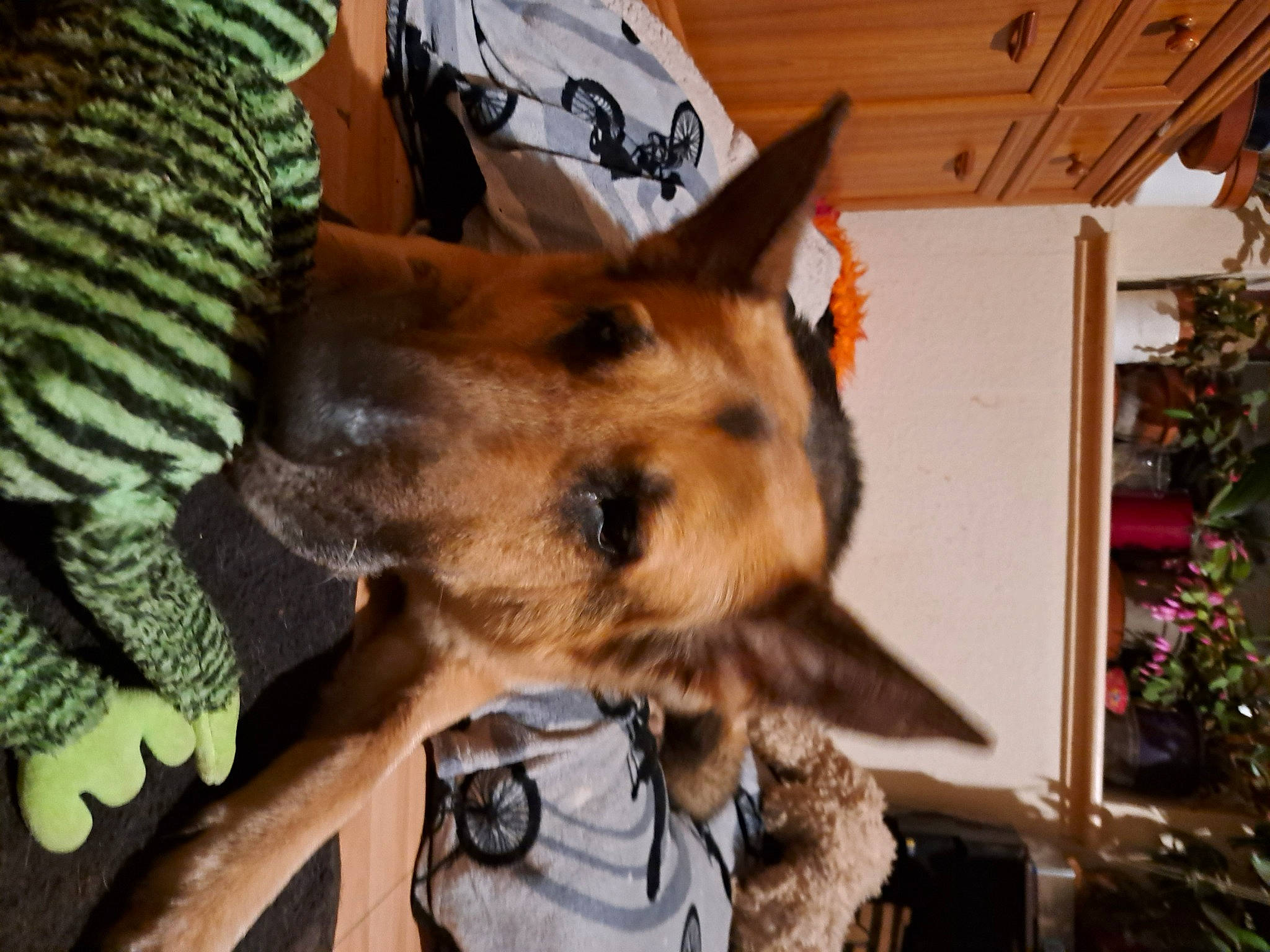 Cezar is registered to the contest to win money with this photo: canidae, carnivore, collar, companion_dog, dog, dog_breed, dog_supply, event, fawn, fur, german_shepherd_dog, snout, sporting_group, whiskers, working_animal, working_dog