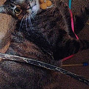 Billy joined the competition — help win amazing prizes! animal, carpet, cat, close_up, collar, curious, cute, domestic, ears, feline, flower, fur, household, indoor, lying_down, pet, playful, tabby, toy, whiskers