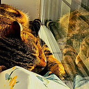 Sky is registered to the contest to win money with this photo: animal, cat, closeup, cozy, fabric, feline, floral_pattern, indoor, paw, peaceful, pet, reflection, relaxation, resting, sleeping, striped_fur, sunlight, tabby_cat, whiskers, window
