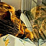animal, cat, closeup, cozy, fabric, feline, floral_pattern, indoor, paw, peaceful, pet, reflection, relaxation, resting, sleeping, striped_fur, sunlight, tabby_cat, whiskers, window