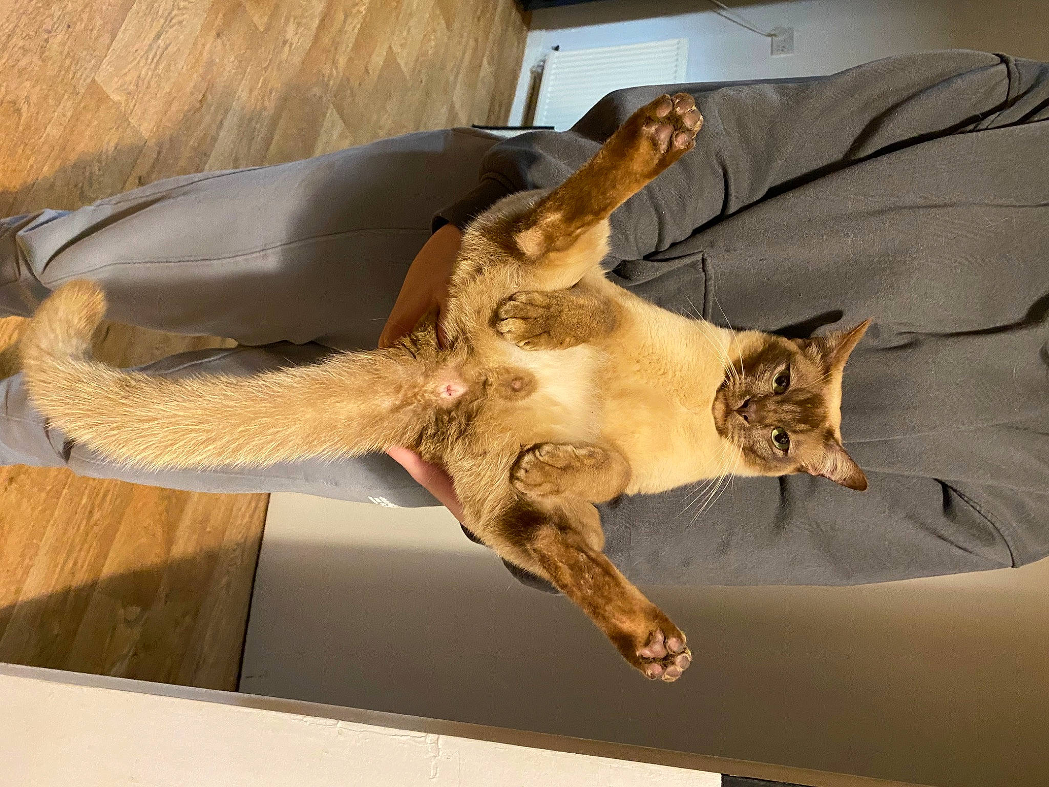 Cloudy Moon is registered to the contest to win money with this photo: artifact, carnivore, cat, claw, comfort, couch, domestic_short_haired_cat, fawn, felidae, fur, human_leg, paw, plant, room, small_to_medium_sized_cats, tail, terrestrial_animal, whiskers, wildlife, wood