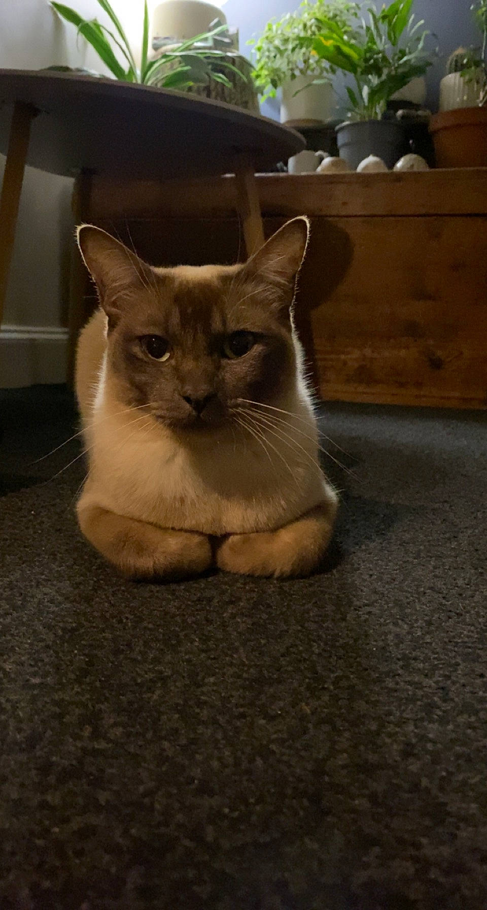 Cloudy Moon is registered to the contest to win money with this photo: carnivore, cat, domestic_short_haired_cat, fang, fawn, felidae, flooring, flowerpot, fur, grey, houseplant, paw, plant, siamese, small_to_medium_sized_cats, snout, tail, terrestrial_animal, whiskers, wood