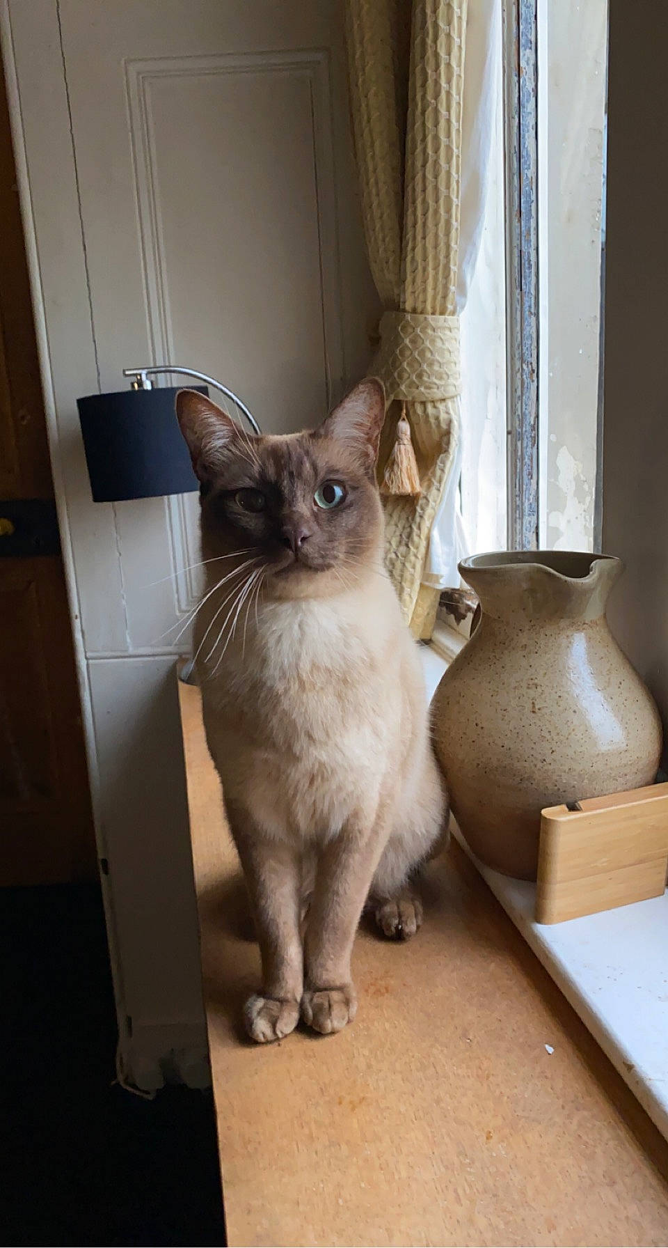 Cloudy Moon joined the competition — help win amazing prizes! balinese, carnivore, cat, collar, curtain, domestic_short_haired_cat, door, fawn, felidae, fur, pottery, serveware, siamese, small_to_medium_sized_cats, tail, thai, tonkinese, whiskers, window